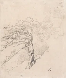 Baum auf einem Hang